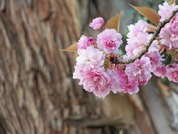 Close-up of pink cherry blossoms