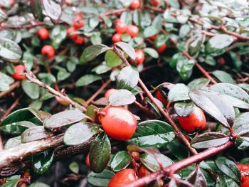 Close-up of cherries on tree