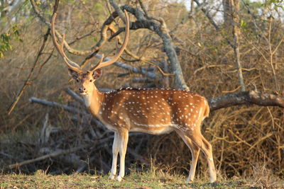 Deer standing in forest