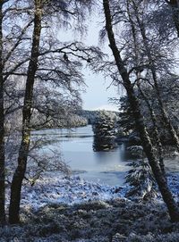 Trees by lake against sky during winter
