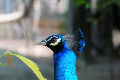 Close-up of peacock's head