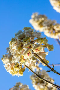 Low angle view of cherry blossoms in spring