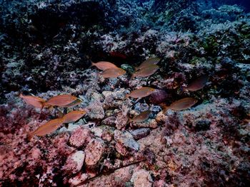 View of fish in sea