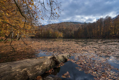 Scenic view of lake in forest during autumn