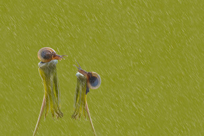 Young woman swimming in sea