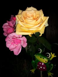 Close-up of pink roses against black background