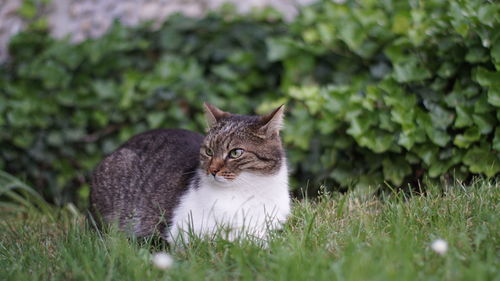 Cat looking away on field