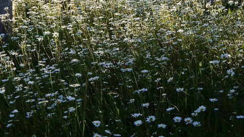 Close-up of flowering plants on field