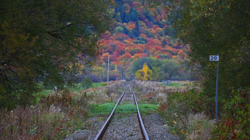 Railroad track amidst trees during autumn