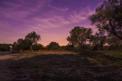 Trees on field against sky at sunset