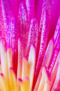 Macro shot of pink flower