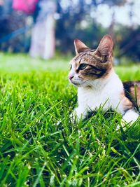 Cat looking away while sitting on grassy land