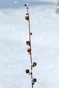 Close-up of frozen plant on land