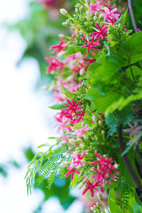 Close-up of pink flowering plant