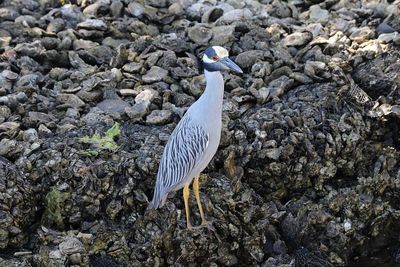 High angle view of bird perching on rock