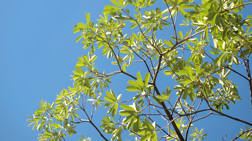 Low angle view of tree against clear blue sky