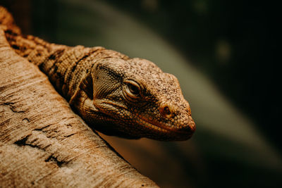 Iguana lizard close up. large reptilia close up