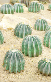 Close-up of cactus