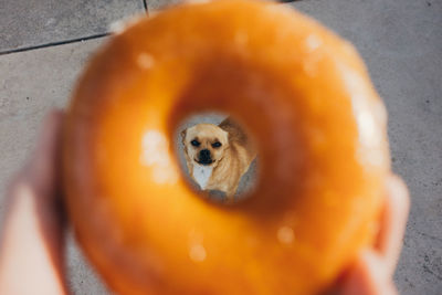 Human hand holding donut for dog