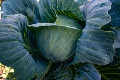 Full frame shot of fresh green plant