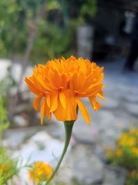 Close-up of orange flowering plant