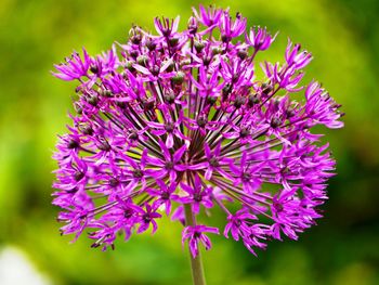 Close-up of purple flowering plant