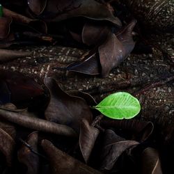 Close-up of dry leaves on ground