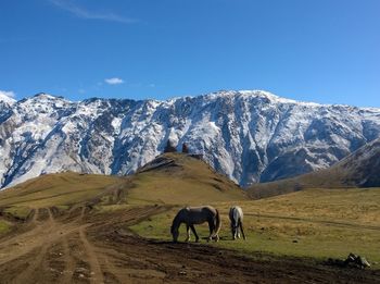 Horse grazing on snowcapped mountains against clear sky
