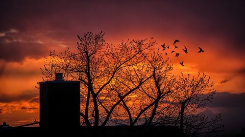 Silhouette tree against orange sky