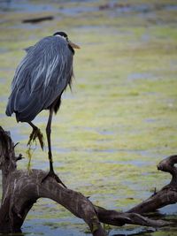 Bird perching on a lake