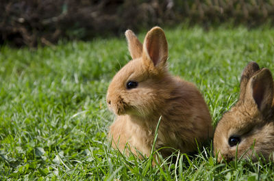 Rabbit on field