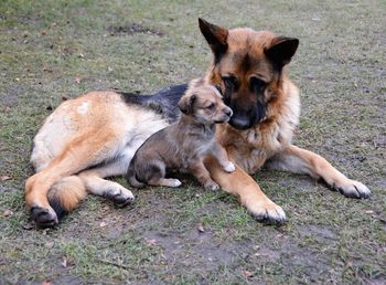 Close-up of dog lying down