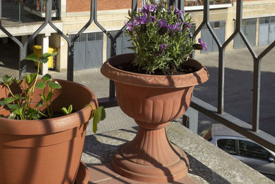 Close-up of potted plants in balcony