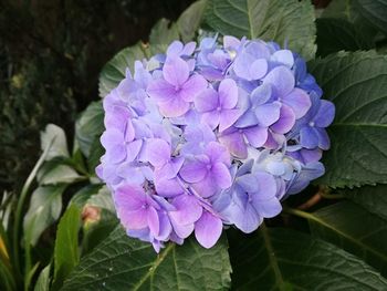 Close-up of purple hydrangea blooming outdoors