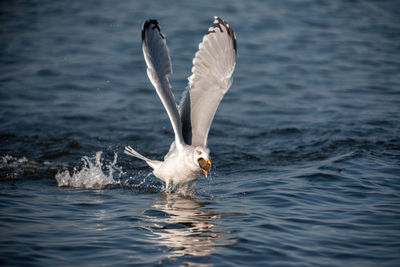 Seagull flying over sea