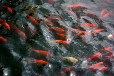 High angle view of koi carps swimming in lake