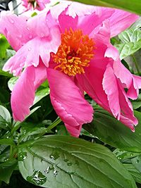 Close-up of pink flower