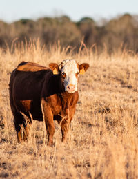 Simmental crossbred cow standing to the left in a dormant pasture during golden hour.