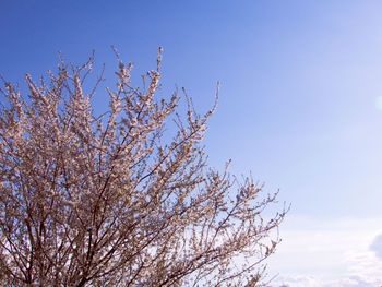 Low angle view of fresh tree against clear sky