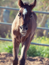 Close-up portrait of foal standing on land