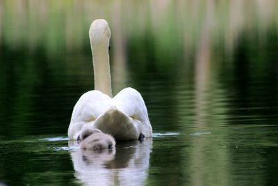 Swan swimming in lake