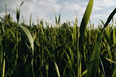 Close-up of wheat field against sky