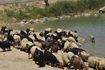 Flock of sheep in a lake