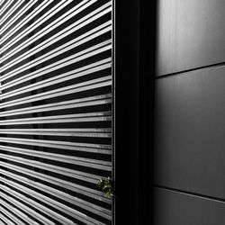 Plant growing through metallic wall