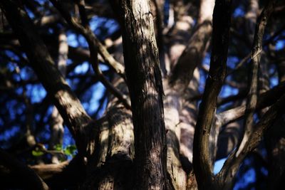Low angle view of trees in forest