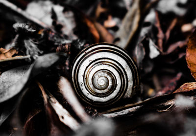 Close-up of snail