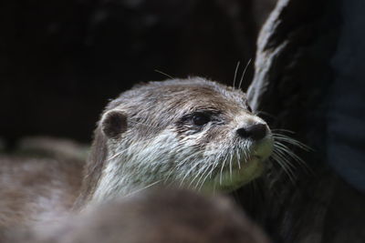 Close-up of an animal