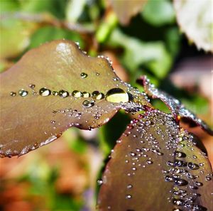 Close-up of water drops on hand