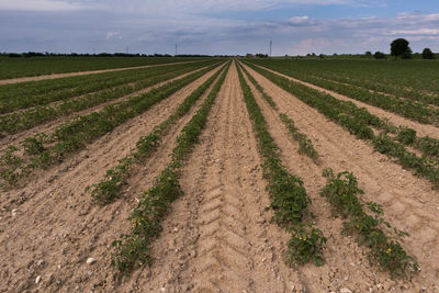 Scenic view of agricultural field against sky