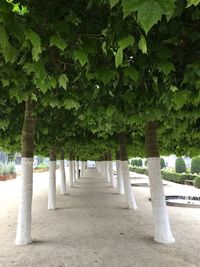 View of footpath in park